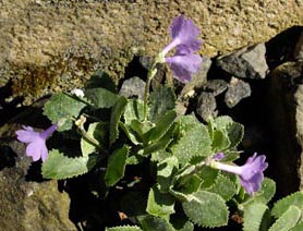 Primula marginata 'Sheila Denby'